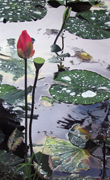 Lotus & Water Lillies