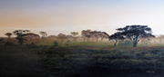 Serengeti Mist